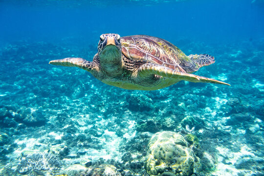 Sea turtle close up looking at camera, Philippines