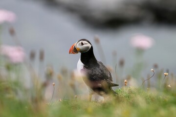 Puffin on the Isle of Staffa, Scotland