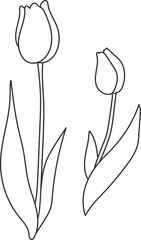  tulip01