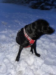 Labrador in Snow