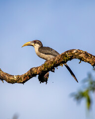 Gray hornbill © Nick Hobgood