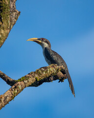 Gray hornbill