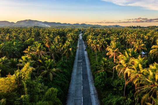 Aerial view of coconut road at sunset, Siargao island, Surigao del Norte, Philippines
