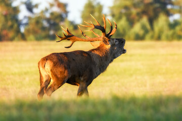 European deer male buck ( Cervus elaphus ) during rut