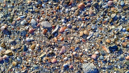 Seashells and pebbles on the seashore