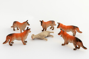 A pack of wolves Surrounded the sheep to eat