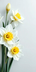Obraz premium Concept photo of white daffodils, yellow daffodils with space for text