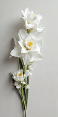 Concept photo of white daffodils, yellow daffodils with space for text