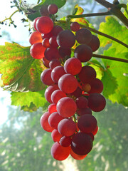 red grapes back lighted, hanging ripe for harvest