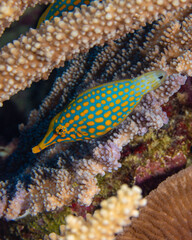 Orange spotted filefish