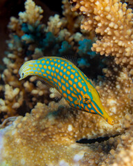 Orange spotted filefish