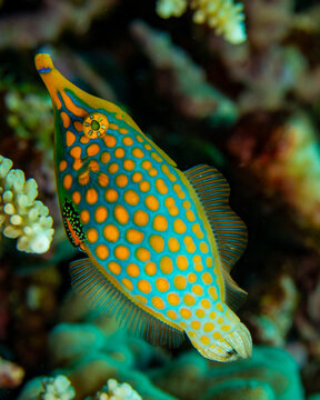 Orange spotted filefish