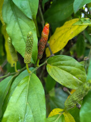 The Javanese chili plant or puyang chili has many benefits, one of which is as a medicine or herbal medicine.