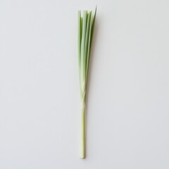 Fototapeta premium Fresh lemongrass stalk showcasing its pale green color and fine texture in a minimalistic setting