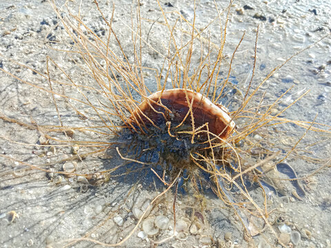 Pen shell (Atrina pectinata) on the beach. Atrina pectinata is a species of bivalves belonging to the family Pinnidae.