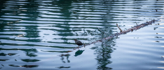 bird on a branch on a lake