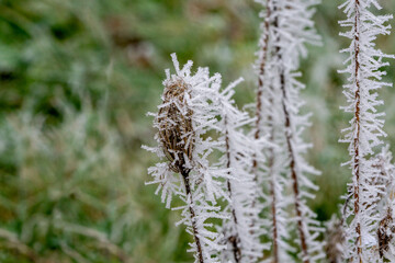 Dried flower head of wild carrot with ice crystals in winter