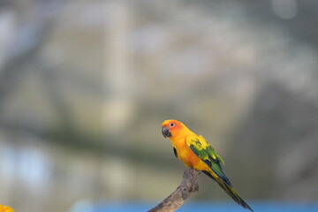 a close-up view of a flying sun conure bird