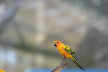 a close-up view of a flying sun conure bird