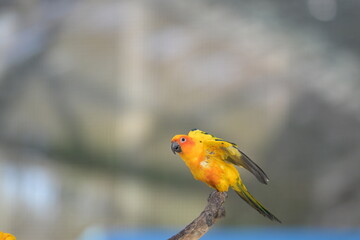 a close-up view of a flying sun conure bird