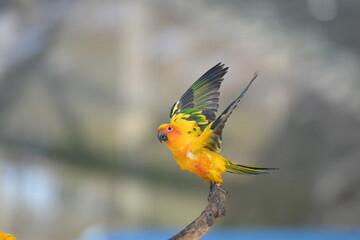 a close-up view of a flying sun conure bird