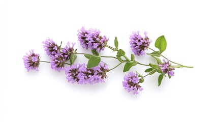 Fototapeta premium Blooming thyme sprig, isolated on white, herbal background, for cooking or medicine.