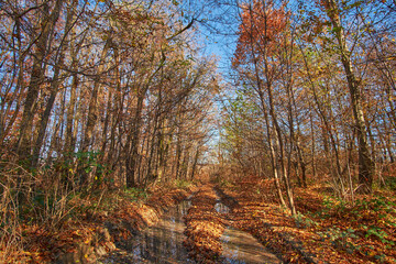 A vibrant autumn forest path covered in fallen leaves, flanked by tall trees with golden and orange foliage under a clear blue sky.