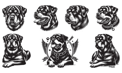 Rottweiler clipart. Different poses, coat colors set. Vector illustration