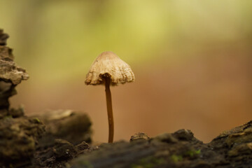 lonely mushroom on a tree trunk, light coloured mycelia, mushroom in the forest, close-up of lamellar mushroom
