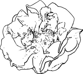 hand drawn illustration of a rose