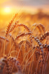 Golden Wheat Grains Swaying in the Sunset Breeze Capturing Nature's Abundance and Beauty in Rustic Countryside