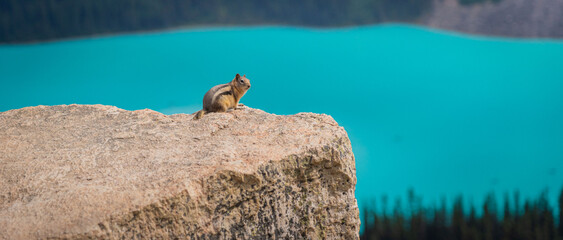 squirrel on a rock next to lake louise
