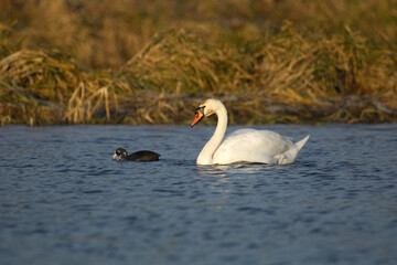 Mute swan. Cygnus olor. White swan on the blue water, lake in autumn.