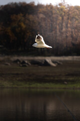 Fototapeta premium VUELO