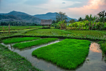 Rice farm and plantation. Agricultural tourism and travel, traditions and culture. Luang Prabang, Laos	