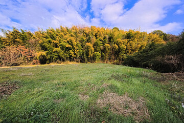 Obraz premium 森と草原