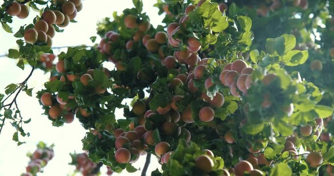 A close-up of a tree with branches full of fresh ripe plums. A symbol of summer and abundance, this image reflects the beauty and freshness of nature.