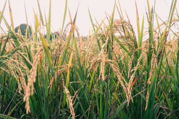 The rice grains that are waiting for the harvest season grow thickly and healthily.