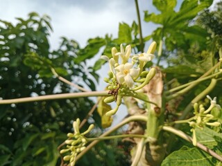 flowers on a tree