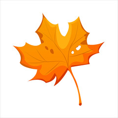 Autumn maple leaf isolated. Vector design illustration.