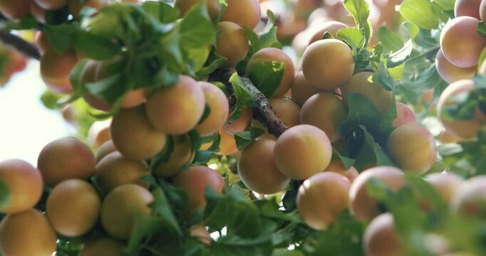 A close-up of a tree with branches full of ripe Mirabelle plums. These small, sweet plums sway in the wind.