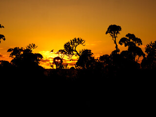 Atardecer naranja con &aacute;rboles a contraluz