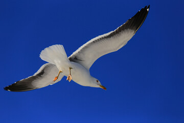 Naklejka premium seagull in flight
