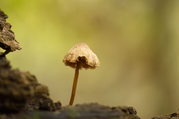 lonely mushroom on a tree trunk, white mycelia grow in one place, mushroom in the forest, close-up of lamellar mushroom