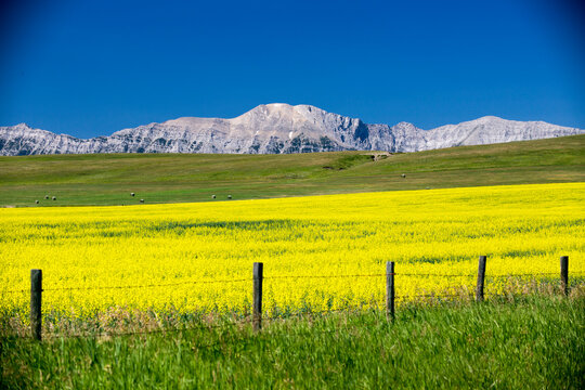 Yellow Canola Field Canadian Rockies Landscape Alberta