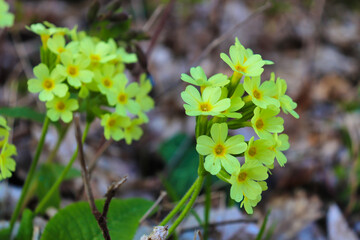 gelbe offene Blüten in einer Gruppe