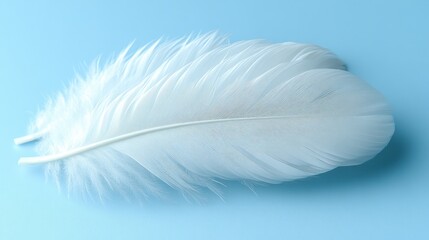 Obraz premium Two white feathers on a light blue background.