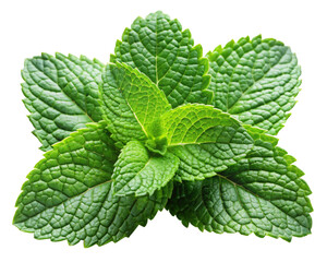mint leaves isolated on white