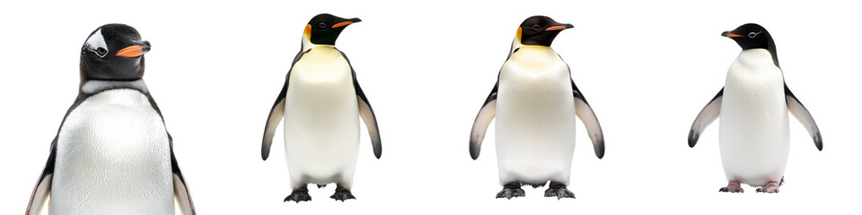 Obraz premium Curious group of tuxedo colored penguins waddling and swimming in their natural icy Arctic habitat