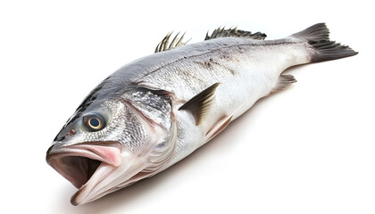 Fototapeta premium Raw seabass. One fresh sea bass fish isolated on white background with clipping path